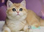 Aya - British Shorthair Cat For Sale - Norwalk&comma; CT&comma; US