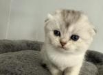 Pink Scottish Fold Silver Shaded girl - Scottish Fold Kitten For Sale - Odessa&comma; FL&comma; US