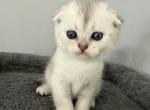 Green Scottish Fold Silver Shaded Male - Scottish Fold Kitten For Sale - Odessa&comma; FL&comma; US