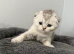 Scottish Fold Silver Shaded Male Orange - Scottish Fold Kitten For Sale - Odessa&comma; FL&comma; US