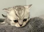 Scottish Fold Silver Spotted Straight Male Silver - Scottish Fold Kitten For Sale - Odessa&comma; FL&comma; US