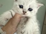 Scottish Fold Silver Spotted Male Brown - Scottish Fold Kitten For Sale - Odessa&comma; FL&comma; US