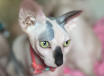 Brooklyn - Sphynx Cat For Sale - Astoria&comma; NY&comma; US