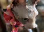 India - Sphynx Cat For Sale - Astoria&comma; NY&comma; US