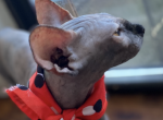Dakota - Sphynx Cat For Sale - Astoria&comma; NY&comma; US