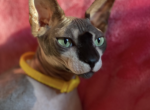 Kay - Sphynx Cat For Sale - Astoria&comma; NY&comma; US