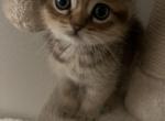 Scottish Fold Tabby Girl Daisy For Adoption - Scottish Fold Cat For Sale - Los Angeles&comma; CA&comma; US