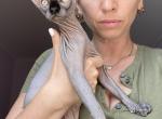 Sam - Sphynx Cat For Sale - Brooklyn&comma; NY&comma; US