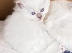 Mabel ready October 6 - Ragdoll Kitten For Sale - Mount Joy&comma; PA&comma; US