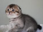 Atlantis - Scottish Fold Cat For Sale - Henderson&comma; NV&comma; US