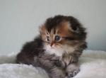 Zeus - Scottish Fold Kitten For Sale - Henderson&comma; NV&comma; US