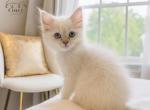 Terry Cincy Ragdolls - Ragdoll Cat For Sale - Maineville&comma; OH&comma; US