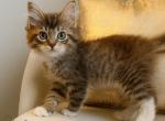 Dovel Cincy Ragdolls - Ragdoll Cat For Sale - Maineville&comma; OH&comma; US