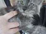 Daisy - Maine Coon Kitten For Sale - Castleton&comma; VA&comma; US
