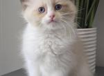 Seal Point Bicolor Ragdoll Girl - Ragdoll Kitten For Sale - Southwick&comma; MA&comma; US