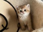 Oliver - British Shorthair Kitten For Sale - Phoenix&comma; AZ&comma; US