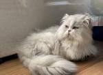 Xiao fei chinchilla - Persian Cat For Sale - Philadelphia, PA, US