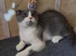 Scottish fold bicolor - Scottish Fold Kitten For Sale - Brooklyn&comma; NY&comma; US