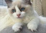 Bella Seal Bicolor Ragdoll Kitten - Ragdoll Kitten For Sale - Marina Del Rey&comma; CA&comma; US