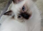 Riley - Ragdoll Cat For Sale - Bigmount&comma; PA&comma; US