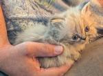 Sweetheart CFA Registered Lynx Point Himalayan - Himalayan Kitten For Sale - Perry&comma; FL&comma; US