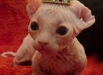 SOLD - Sphynx Kitten For Sale - Boston&comma; MA&comma; US