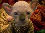 SOLD - Sphynx Kitten For Sale - Boston&comma; MA&comma; US