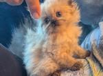Dollface Male CFA Seal Point Himalayan - Himalayan Kitten For Sale - Perry&comma; FL&comma; US