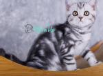 Mozart - Scottish Straight Kitten For Sale - Pembroke Pines&comma; FL&comma; US