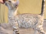 Thomas - Bengal Cat For Sale - Bridgeton&comma; NJ&comma; US