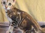 Lacy - Highlander Cat For Sale - Bridgeton&comma; NJ&comma; US