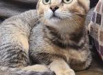 Hibernian kittens - Highlander Cat For Sale - Bridgeton&comma; NJ&comma; US
