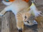 Golden chinchilla tabby - Scottish Straight Cat For Sale - Brooklyn&comma; NY&comma; US