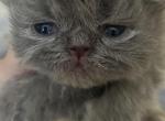 Matty - Himalayan Kitten For Sale - Germantown&comma; MD&comma; US