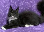 Prince polydactyl - Maine Coon Cat For Sale - Waterloo&comma; IN&comma; US