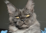 Ocean - Maine Coon Cat For Sale - Brighton&comma; CO&comma; US