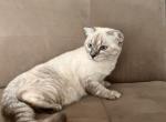 Saphire - Scottish Fold Cat For Sale - Carmel&comma; NJ&comma; US