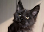 Prince - Maine Coon Cat For Sale - Brighton&comma; CO&comma; US