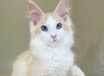 Calif - Maine Coon Cat For Sale - Brighton&comma; CO&comma; US