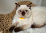 Bonnie - British Shorthair Cat For Sale - Los Angeles&comma; CA&comma; US