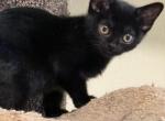 Olives  Kittens - Bombay Cat For Sale - Ashland&comma; KY&comma; US