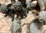 Ivankas first litter - Sphynx Kitten For Sale - 