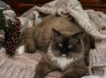Negan - Ragdoll Cat For Sale - Meadville&comma; PA&comma; US