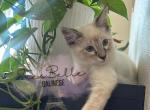 Fritz - Balinese Kitten For Sale - CA&comma; US