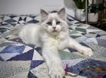 Blaise - Ragdoll Kitten For Sale - Tuscaloosa&comma; AL&comma; US
