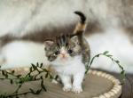 Sushi - Exotic Kitten For Sale - Jacksonville&comma; FL&comma; US
