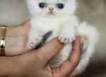 Marshmallow - Exotic Kitten For Sale - Jacksonville&comma; FL&comma; US
