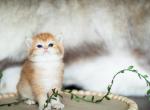 Toast - British Shorthair Kitten For Sale - Jacksonville&comma; FL&comma; US