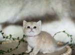 Zizi - British Shorthair Kitten For Sale - Jacksonville&comma; FL&comma; US