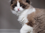 Beautiful Ragdolls - Ragdoll Cat For Sale/Service - Mount Joy&comma; PA&comma; US